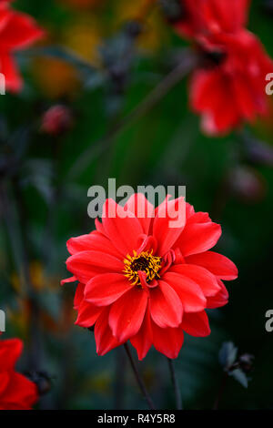 Dahlie Bischof von Llandaff, Rot, halbgefüllt, Dahlien, Blume, Blumen, Blüte, Blüten, RM Floral Stockfoto