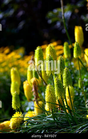 Kniphofia Bienen Zitrone, Fackel Lily, red hot Poker, Gelb, röhrenförmigen Blüten Spike, Blumen, Blüte, Mix, Gemischt, Bett, Grenze, RM Floral Stockfoto