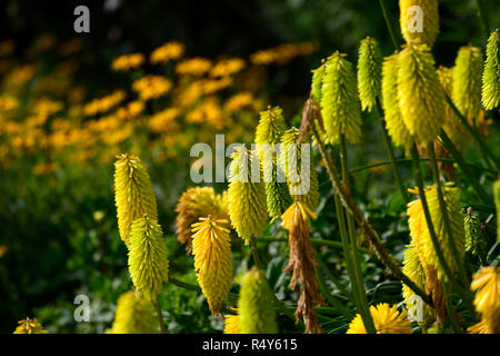 Kniphofia Bienen Zitrone, Fackel Lily, red hot Poker, Gelb, röhrenförmigen Blüten Spike, Blumen, Blüte, Mix, Gemischt, Bett, Grenze, RM Floral Stockfoto