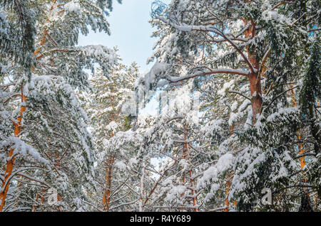 Wald winter Hintergrund. Äste und Stämme der Kiefern mit Schnee im Winter Wald bedeckt Stockfoto