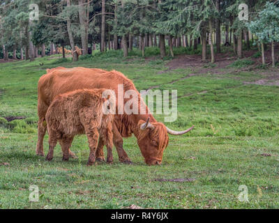 Highland Kuh auf polnischen Wiese. Highland Cattle (Schottisch-gälisch: bò Ghàidhealach; Scots: Heilan coo) sind eine Scottishcattle Rasse. Stockfoto