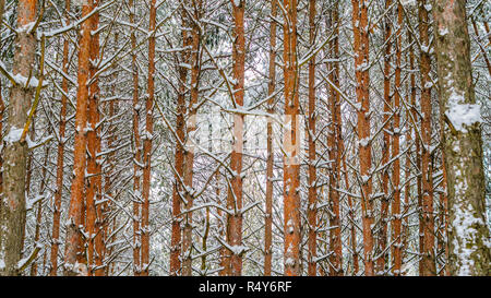 Wald winter Hintergrund. Äste und Stämme der Kiefern mit Schnee im Winter Wald bedeckt Stockfoto