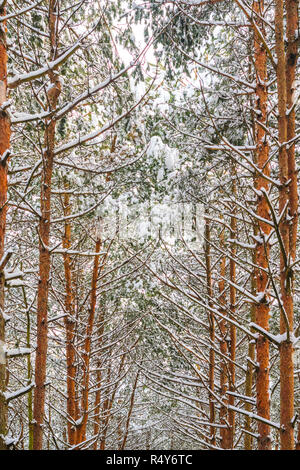 Wald winter Hintergrund. Äste und Stämme der Kiefern mit Schnee im Winter Wald bedeckt Stockfoto