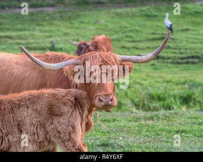 Highland Kuh auf polnischen Wiese. Highland Cattle (Schottisch-gälisch: bò Ghàidhealach; Scots: Heilan coo) sind eine Scottishcattle Rasse. Stockfoto