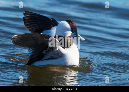 Drake bufflehead Ente mit erhobenen Flügeln schwimmen am Teich Stockfoto