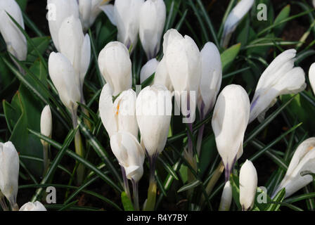 Crocus Jeanne D'Arc Blüte. Frühling in den Niederlanden. Stockfoto