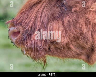 Highland Kuh auf polnischen Wiese. Highland Cattle (Schottisch-gälisch: bò Ghàidhealach; Scots: Heilan coo) sind eine Scottishcattle Rasse. Stockfoto