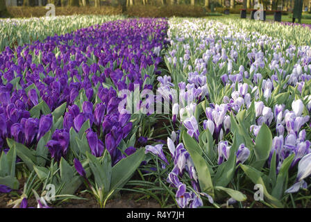 Crocus Jumbo Blume Aufzeichnen und Pickwick im Park gewachsen. Frühling in den Niederlanden. Stockfoto