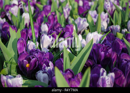 Crocus Jumbo Blume Aufzeichnen und Pickwick im Park gewachsen. Frühling in den Niederlanden. Stockfoto