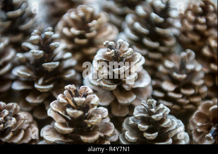 Rustikale Ferienwohnung Hintergrund von einfachen Tannenzapfen in einer Reihe angeordnet Stockfoto