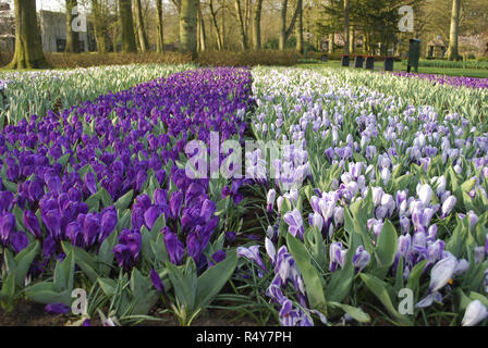 Crocus Jumbo Blume Aufzeichnen und Pickwick im Park gewachsen. Frühling in den Niederlanden. Stockfoto