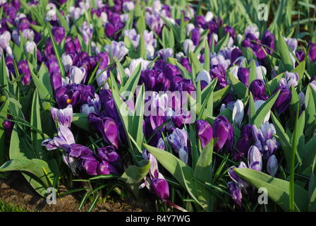 Crocus Jumbo Blume Aufzeichnen und Pickwick im Park gewachsen. Frühling in den Niederlanden. Stockfoto