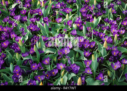 Jumbo Crocus Blume Datensatz in den Park gewachsen. Frühling in den Niederlanden. Stockfoto