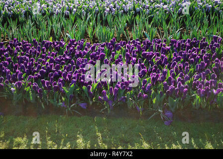 Jumbo Crocus Blume Datensatz in den Park gewachsen. Frühling in den Niederlanden. Stockfoto