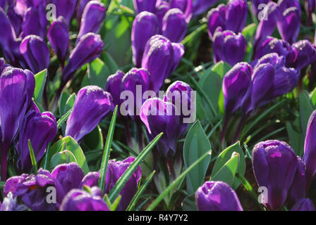 Jumbo Crocus Blume Datensatz in den Park gewachsen. Frühling in den Niederlanden. Stockfoto