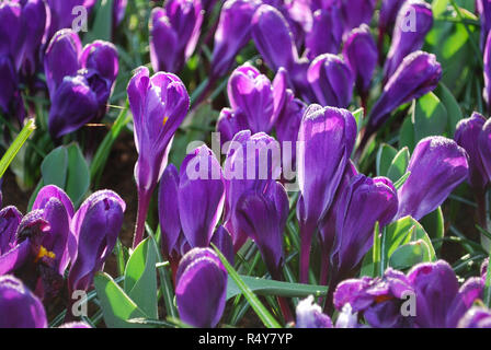 Jumbo Crocus Blume Datensatz in den Park gewachsen. Frühling in den Niederlanden. Stockfoto