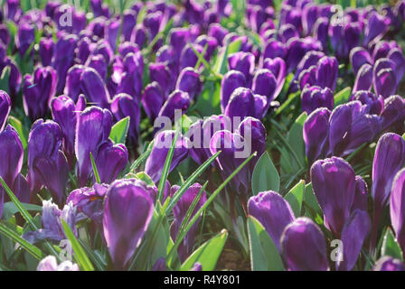 Jumbo Crocus Blume Datensatz in den Park gewachsen. Frühling in den Niederlanden. Stockfoto