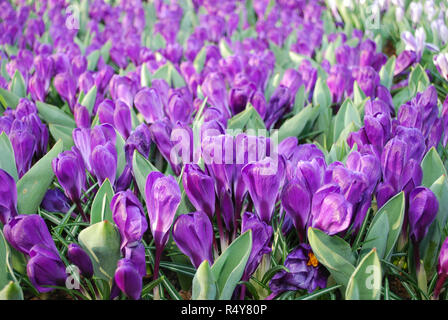 Jumbo Crocus Blume Datensatz in den Park gewachsen. Frühling in den Niederlanden. Stockfoto