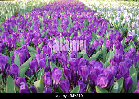 Jumbo Crocus Blume Datensatz in den Park gewachsen. Frühling in den Niederlanden. Stockfoto