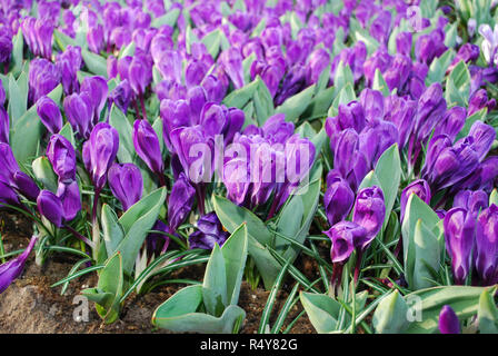 Jumbo Crocus Blume Datensatz in den Park gewachsen. Frühling in den Niederlanden. Stockfoto