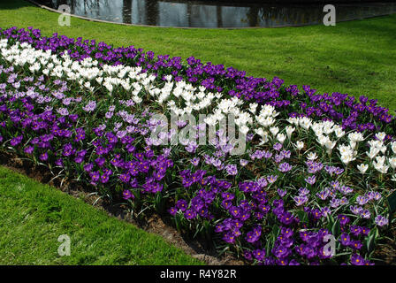 Crocus Jumbo Blume aufzeichnen, Pickwick, Jenne D'Arc im Park gewachsen. Frühling in den Niederlanden. Stockfoto