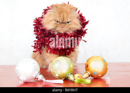 Portrait von Ingwer Persischen Katze mit roten Lametta und Weihnachtsbaumschmuck Stockfoto
