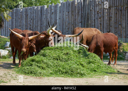 Fütterung Ankole Watusi in einem Zoo, Italien Stockfoto