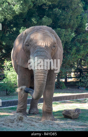 Johannesburg, Südafrika, 28. November 2018. Lammie, ein einsamer Elefant an der Johannesburg Zoo. Der Nationale Rat für SPCAs (NSPCA), in einer Pressemitteilung, sagte, es geht um eine Entscheidung, die der Johannesburg Zoo in einem anderen Elefanten in Gefangenschaft zu leben. Die Entscheidung folgt der Tod von einem anderen Zoo Elefant, Kinkel, früher in diesem Jahr. "Die unverlierbaren Umwelt für die Elefanten auf der Johannesburg Zoo ist schädlich für alle Elefanten ist gut", so die Erklärung. Lammie der Trunk ist Grün, offenbar aus es reibt an der Stalltür. Credit: Eva-Lotta Jansson/Alamy leben Nachrichten Stockfoto