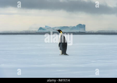 Kaiserpinguine auf Eis auf Snow Hill, Antarktis 2018 Stockfoto