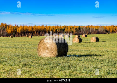 Feld mit Heu Ballen, Alberta, Kanada. Stockfoto