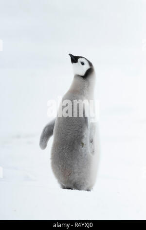 Kaiserpinguine Küken auf Eis Stockfoto