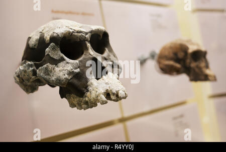 Australopithecus afarensis Schädel, Hadar, Äthiopien, 3 Millionen Jahre alten mit Homo habilis Schädel im Hintergrund Stockfoto