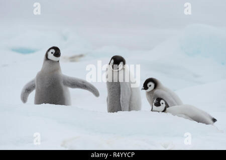 Kaiserpinguine Küken auf Eis Stockfoto