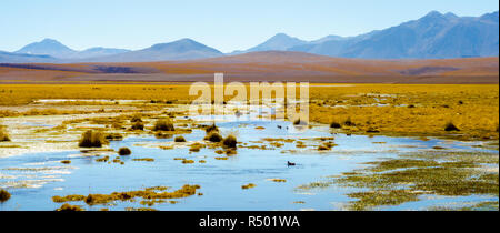 Schöne Landschaft in Argentinien mit einer kleinen Ente in einem See in der Front mit ein paar Berge an der Rückseite Stockfoto