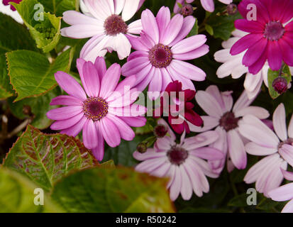 Kapkörbchen in verschiedenen Schattierungen von rosa Stockfoto