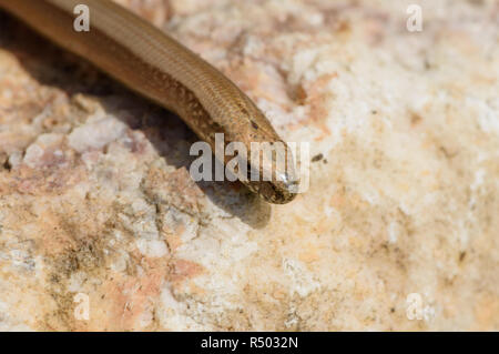 Blindworm (Anguis fragilis) Aalen auf einem sonnigen Stein Stockfoto