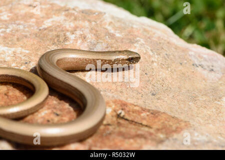 Blindworm (Anguis fragilis) Aalen auf einem sonnigen Stein Stockfoto