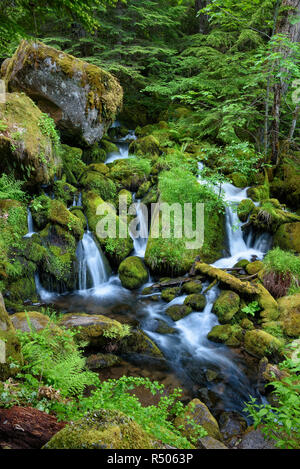 Wasserfälle auf Watson Creek, Umpqua National Forest, Oregon. Stockfoto
