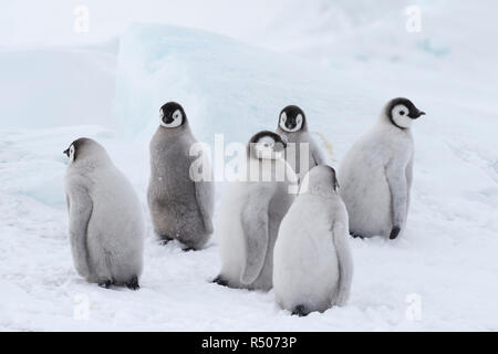 Kaiserpinguine Küken auf Eis Stockfoto