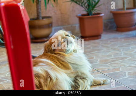 Pekingese Dog mit einem unscharfen Hintergrund Stockfoto