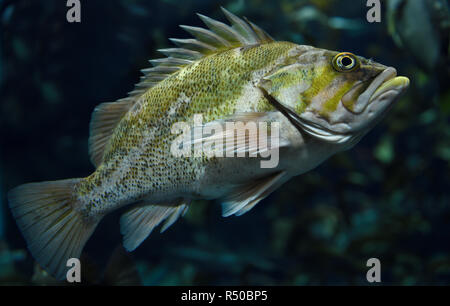 Stachelige Kupfer Rockfish seaperch Fisch mit gelben Mottling in Seetang Wald der Nordamerikanischen Pazifik Küste Stockfoto