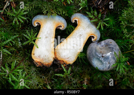 Lactarius fennoscandicus, bekannt als falscher Safran-Milchkappenpilz oder orangefarbener Milchkappenpilz, wilder essbarer Pilz aus Finlan Stockfoto