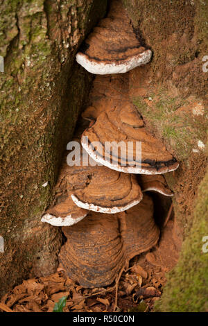 Halterung Pilze wachsen in Sommergrünen Wäldern im New Forest. Dies ist wahrscheinlich der Südlichen Halterung Pilz Ganoderma australe, aber es ist schwierig, zu Stockfoto