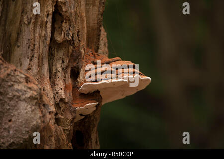 Halterung Pilze wachsen in Sommergrünen Wäldern im New Forest. Dies ist wahrscheinlich der Südlichen Halterung Pilz Ganoderma australe, aber es ist schwierig, zu Stockfoto