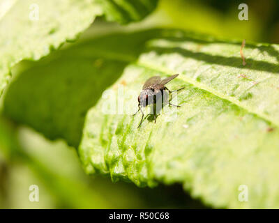 Nahaufnahme eines schwarzen Fliegen ruht auf einem Blatt mit der Vorderseite nach vorn mit klaren scharfen Augen im späteren Nachmittag Frühling Licht Stockfoto