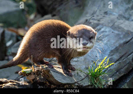 Junge asiatische Small - kratzte Otter (Amblonyx cinerea) Auch die orientalischen kleine Krallen Otter bekannt. Dies ist der kleinste Otter Spezies in der Welt. Stockfoto