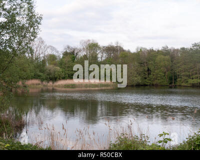 Eine wunderschöne Szene außerhalb Landschaft an einem See mit reflektiertem Bäume im Wasser am späten Nachmittag Frühjahr Sonnenuntergang üppig und wunderschön und Schilf und Wildlife in Frieden Stockfoto