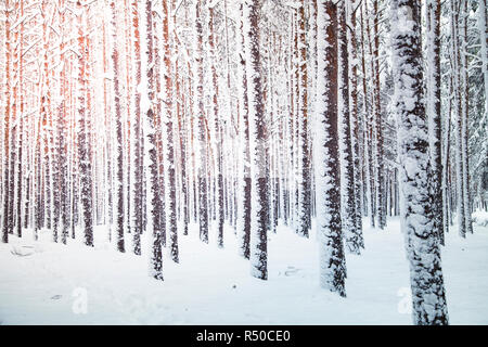 Winter Natur Hintergrund. Stockfoto