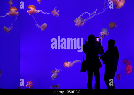 Frau mit Kind ein Handy Foto von roten Pazifischen Meer Nesseln auf blauem Hintergrund in Ripley's Aquarium Toronto Stockfoto