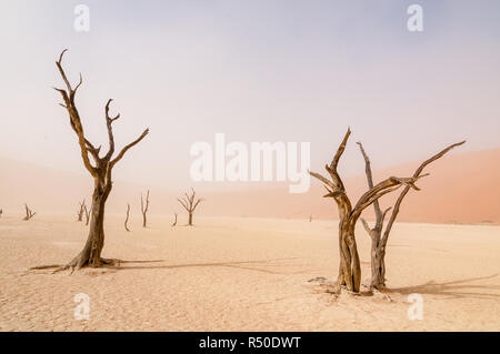 Kamel Thorn, Acacia Erioloba, Dead Vlei, windigen Tag und Sand in Suspension, Namibia Stockfoto